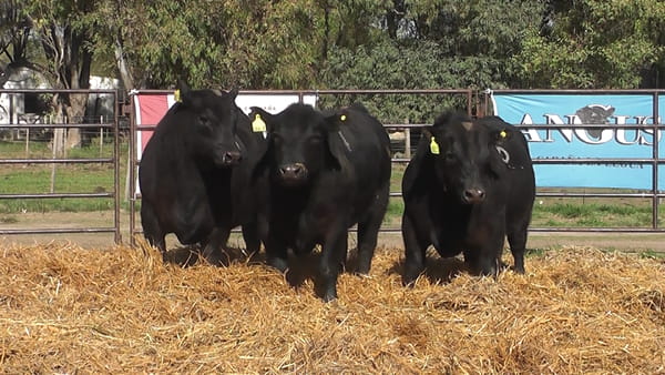 Lote TOROS ANGUS NEGROS PC