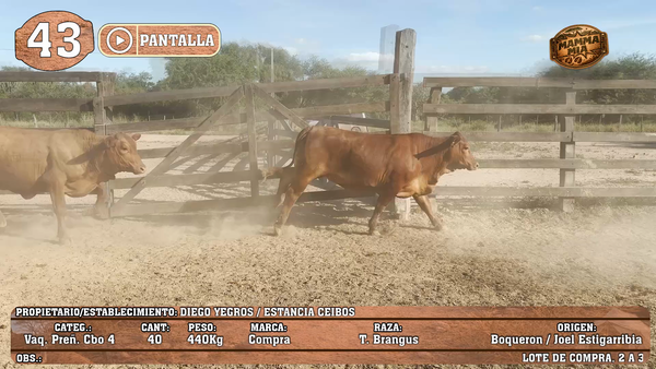 Lote LOTE 43 - POR PANTALLA