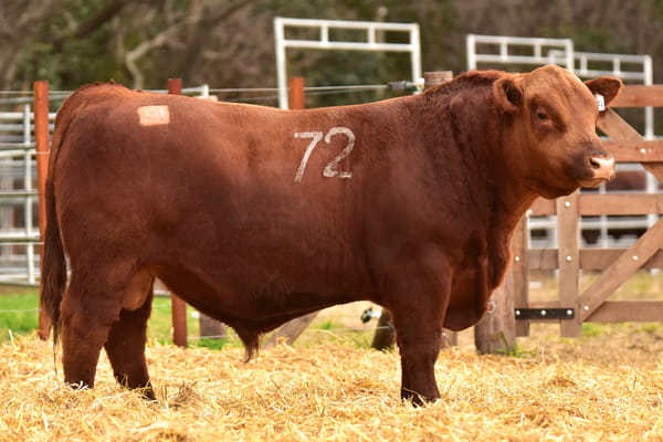 Lote TOROS ANGUS PC