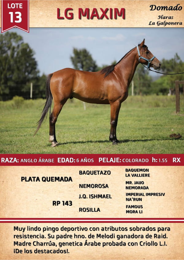 Lote LG MAXIM