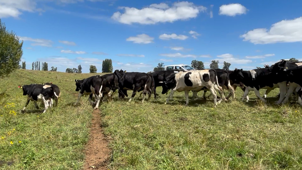 Lote 45 Novillo Gordo en Osorno, X Región Los Lagos