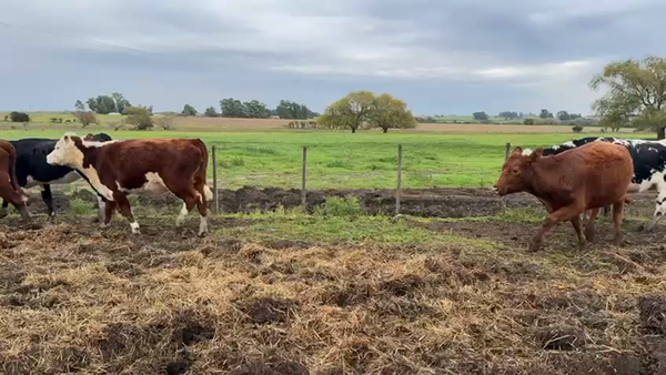 Lote VAQUILLONA PREÑADAS