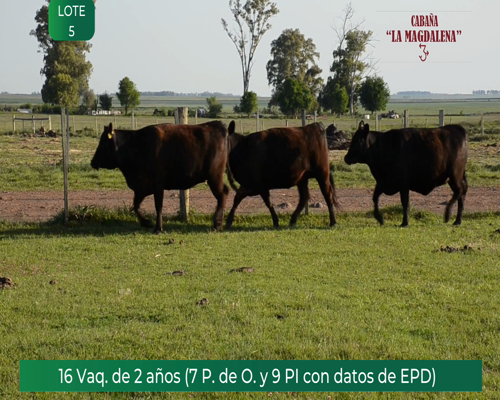 Lote 4 VAQUILLONAS PEDRIGREE con EPD