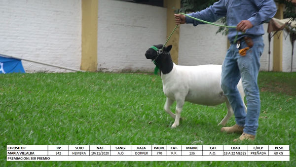 Lote Dorper Expo Internacional 2022 - Lote 17