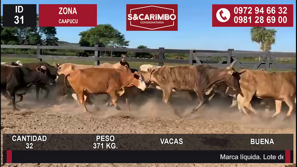 Lote Vacas