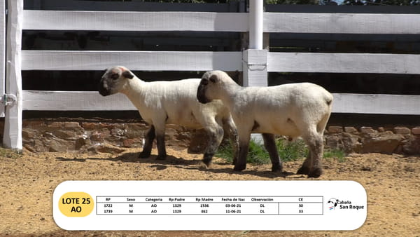 Lote Lote 25- AO