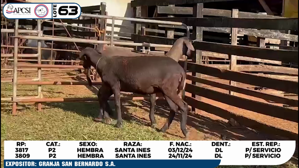 Lote LOTE 63