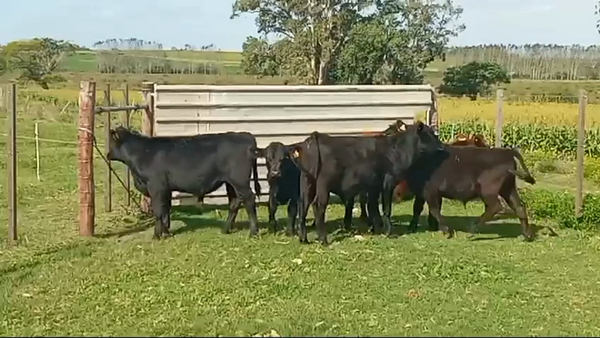 Lote 5 Terneros ANGUS 200kg -  en DOLORES