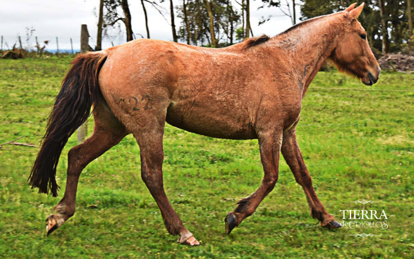 Lote Fuga el tacuaral