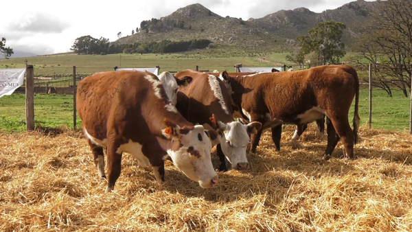 Lote VACAS P.HEREFORD PARICION OTOÑO CABAÑA HUAICO MUN