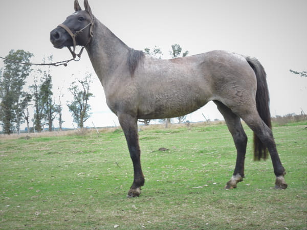 Lote VUELA EL TACUARAL - R.P. 330