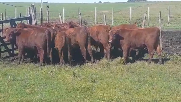 Lote 12 Terneros ANGUS 220kg -  en AGRACIADA