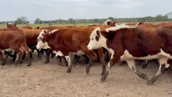 Lote 70 Novillitos