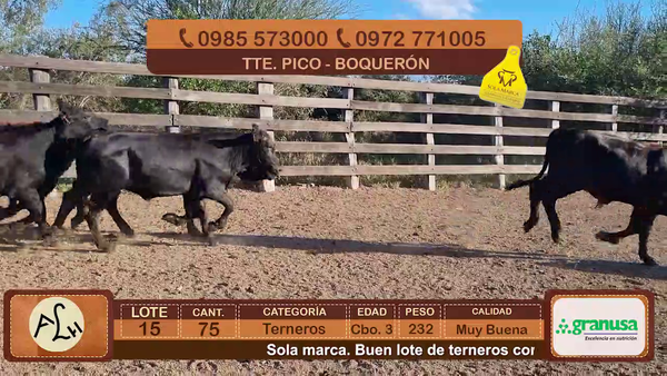 Lote Terneros Cbo 3