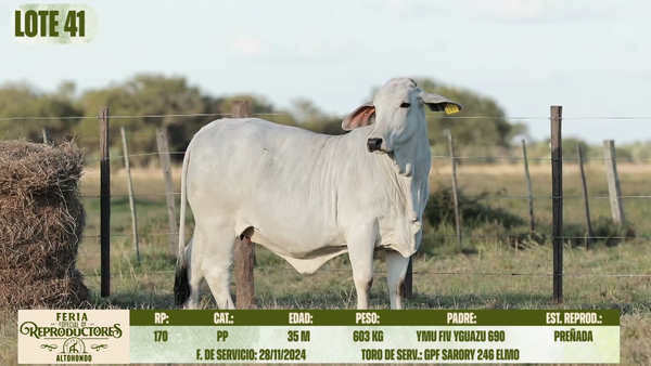Lote LOTE 41