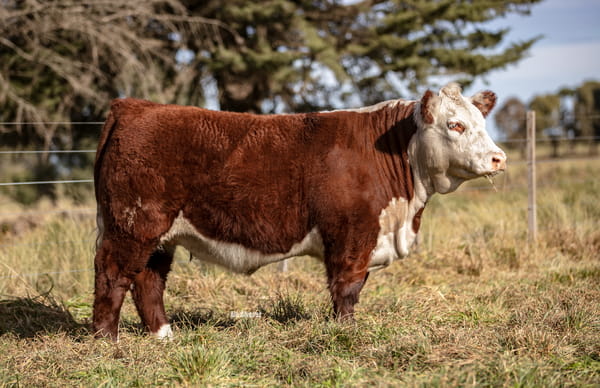 Lote Elección de una Ternera PP