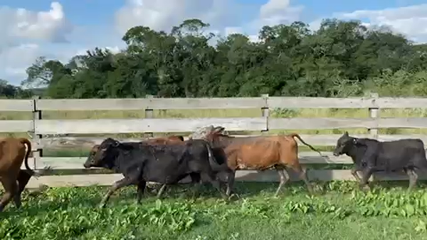 Lote 85 Terneros en Pto. Eva Perón, Chaco