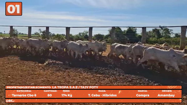 Lote LOTE 1