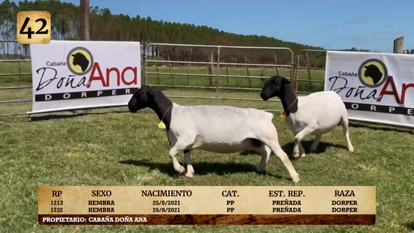 Lote LOTE 42
