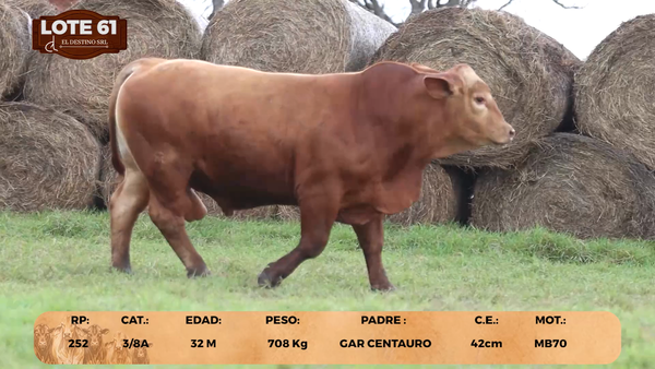 Lote LOTE 61