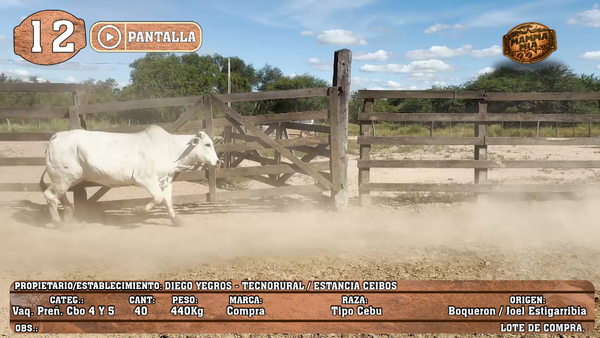 Lote LOTE 12 - POR PANTALLA