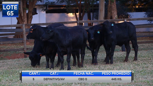 Lote VAQUILLAS BRANGUS REGISTRADAS  PARA SERVICIO  -LOTE 65