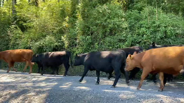 Lote 50 Novillo Engorda en Villarrica, IX Región Araucanía