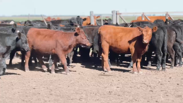 Lote 92 Terneras en Gral. Lamadrid,  LIBANO Buenos Aires