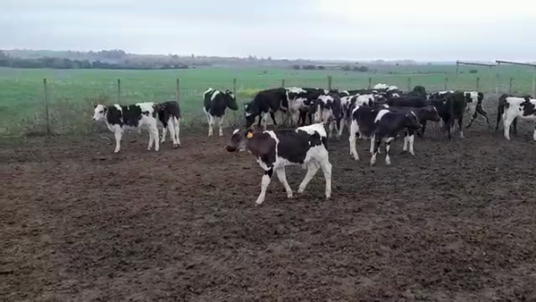 Lote TERNEROS HOLANDO