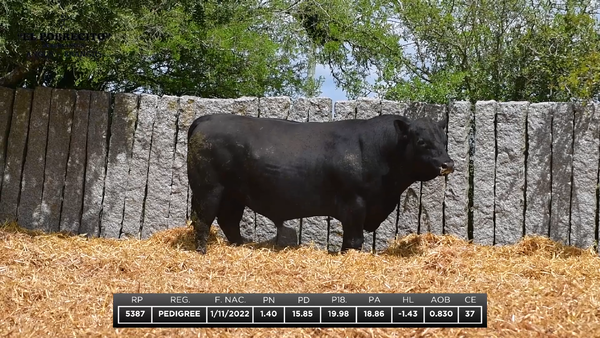 Lote ABERDEEN ANGUS P.I.