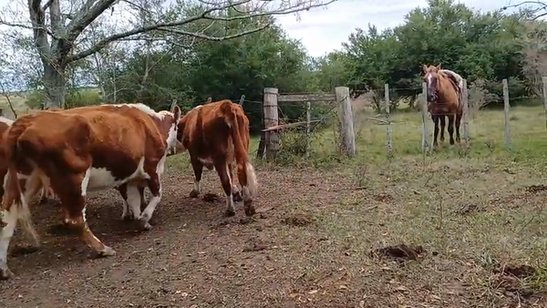 Lote 5 vacas Hereford de Walter Stoletniy.