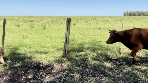 Lote MIXTOS + DE 1 AÑO