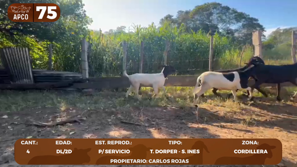 Lote LOTE 75 -POR PANTALLA