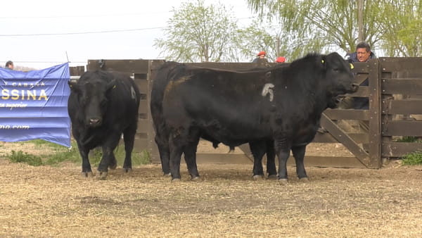 Lote TOROS ANGUS PUROS CONTROLADOS