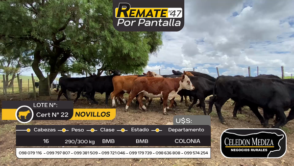 Lote 16 Novillos en Otra Localidad, Colonia