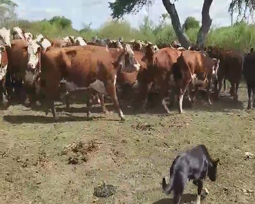 Lote 40 Vacas de invernar en Villaguay, Entre Ríos