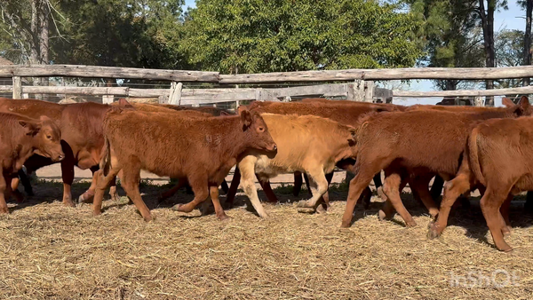 Lote 80 Terneros en Corrientes, Nueve de Julio