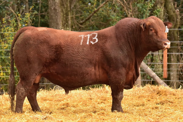 1763 — TOROS BRANGUS
