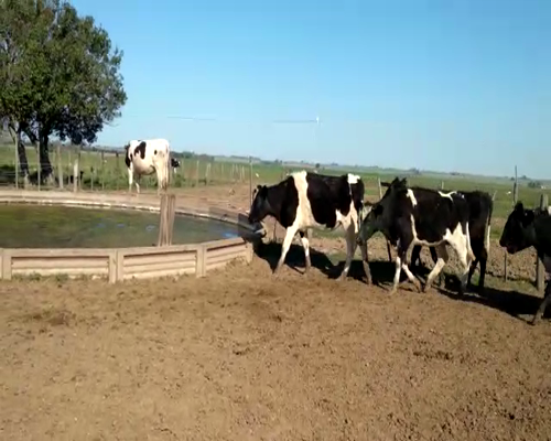 Lote Cesolari Norberto