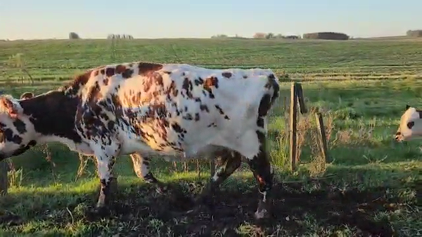 Lote 50 piezas de cria