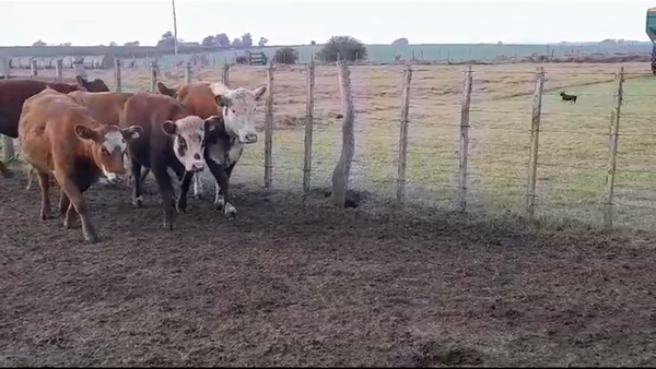 Lote VAQUILLONAS GORDAS