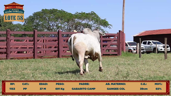 Lote LOTE 58