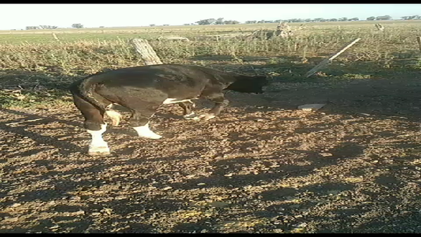 Lote 25 Novillitos Holando Argentino en Fidela, Santa Fe