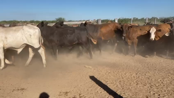 Lote 180 Novillos en Las Lomitas, Formosa