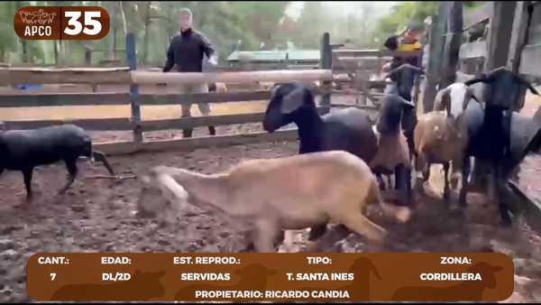Lote LOTE 35 -POR PANTALLA