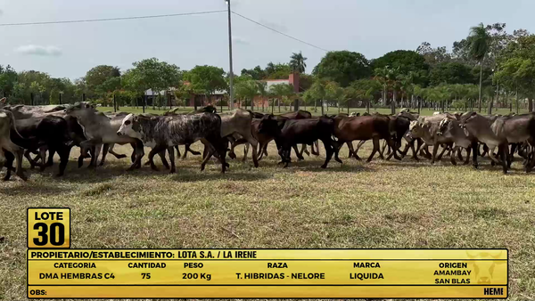 Lote LOTE 30