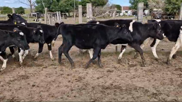 Lote 13 Terneras Holando en Ruta 1 Km 75