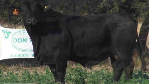 Lote TOROS(CORRAL 6)BRANGUS "CABAÑA DON TOTO"