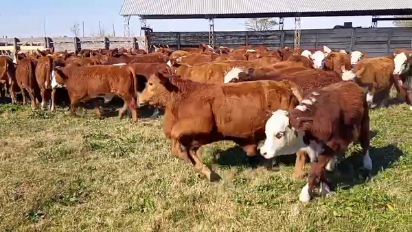 Lote 66 Terneros