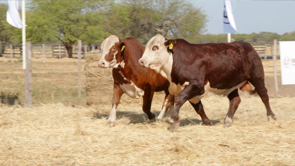 Lote TOROS